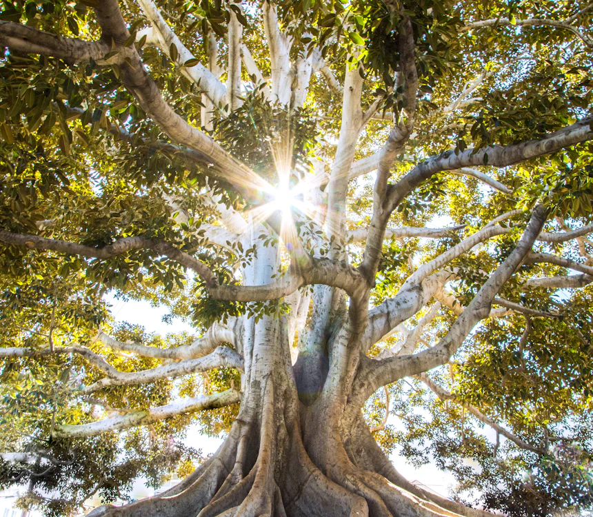 Sunlight through a forest on financed acreage